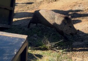 Comenzó el traslado de animales del Parque Medina hacia nuevas instalaciones