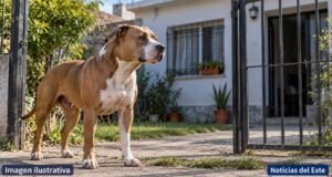 Murió una mujer de 71 años tras ser atacada por un pitbull en Salto: había sufrido graves lesiones